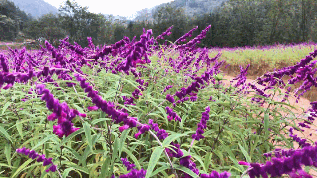 图片[11]-专注于利州本地信息和服务为一体的网站来月坝，解锁一场“多巴胺”初冬-专注于利州本地信息和服务为一体的网站人在旅途论坛-专注于利州本地信息和服务为一体的网站论坛主区-专注于利州本地信息和服务为一体的网站利州江畔