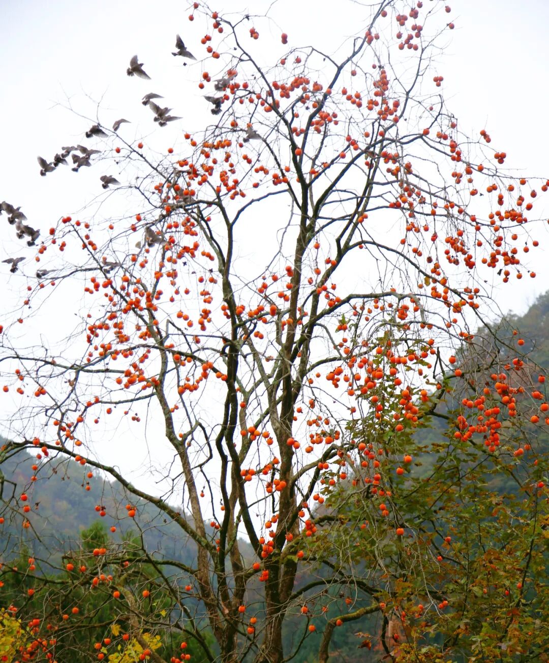 图片[20]-专注于利州本地信息和服务为一体的网站来月坝，解锁一场“多巴胺”初冬-专注于利州本地信息和服务为一体的网站人在旅途论坛-专注于利州本地信息和服务为一体的网站论坛主区-专注于利州本地信息和服务为一体的网站利州江畔