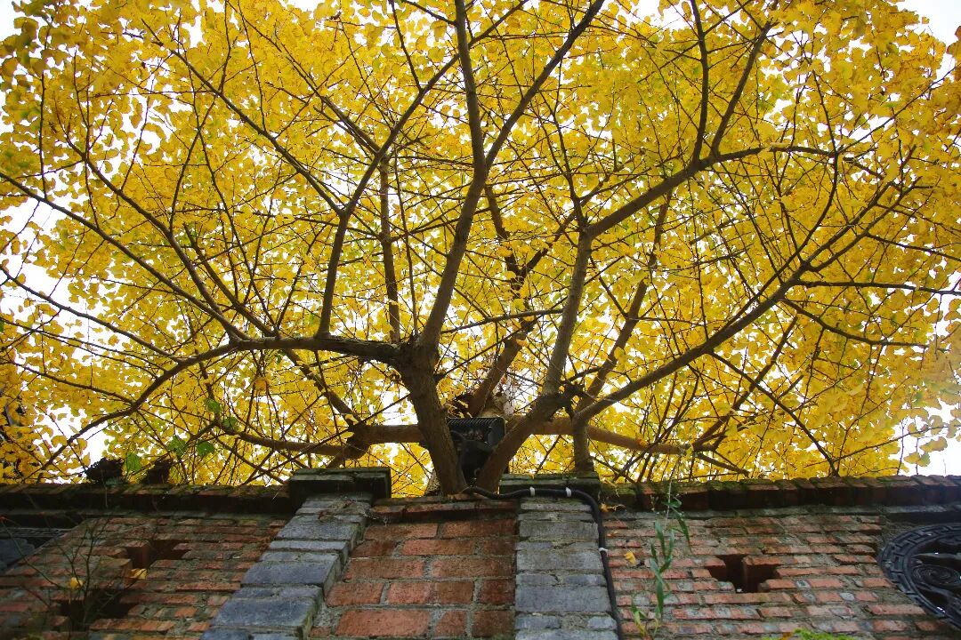 图片[22]-专注于利州本地信息和服务为一体的网站来月坝，解锁一场“多巴胺”初冬-专注于利州本地信息和服务为一体的网站人在旅途论坛-专注于利州本地信息和服务为一体的网站论坛主区-专注于利州本地信息和服务为一体的网站利州江畔