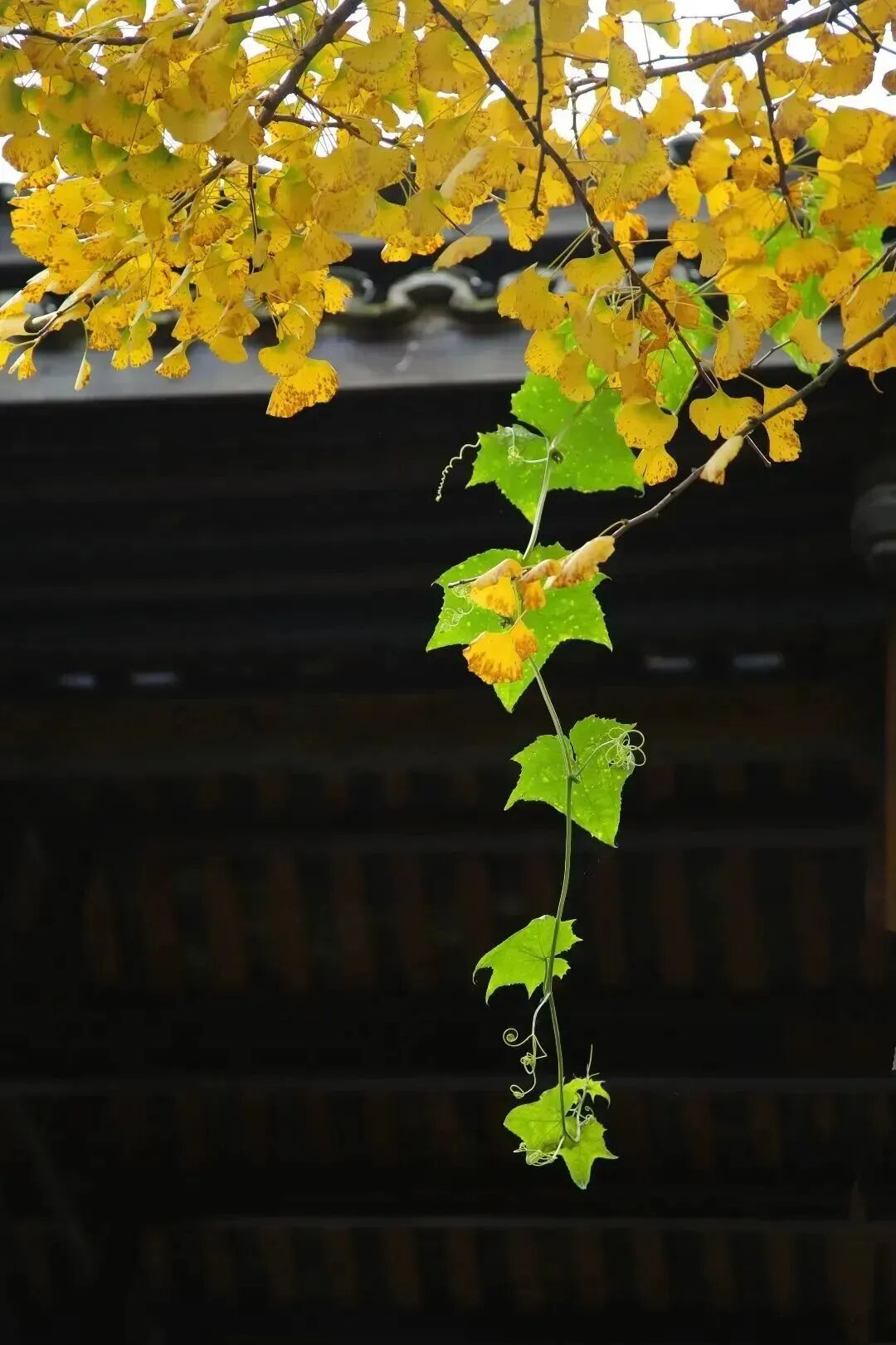 图片[26]-专注于利州本地信息和服务为一体的网站来月坝，解锁一场“多巴胺”初冬-专注于利州本地信息和服务为一体的网站人在旅途论坛-专注于利州本地信息和服务为一体的网站论坛主区-专注于利州本地信息和服务为一体的网站利州江畔