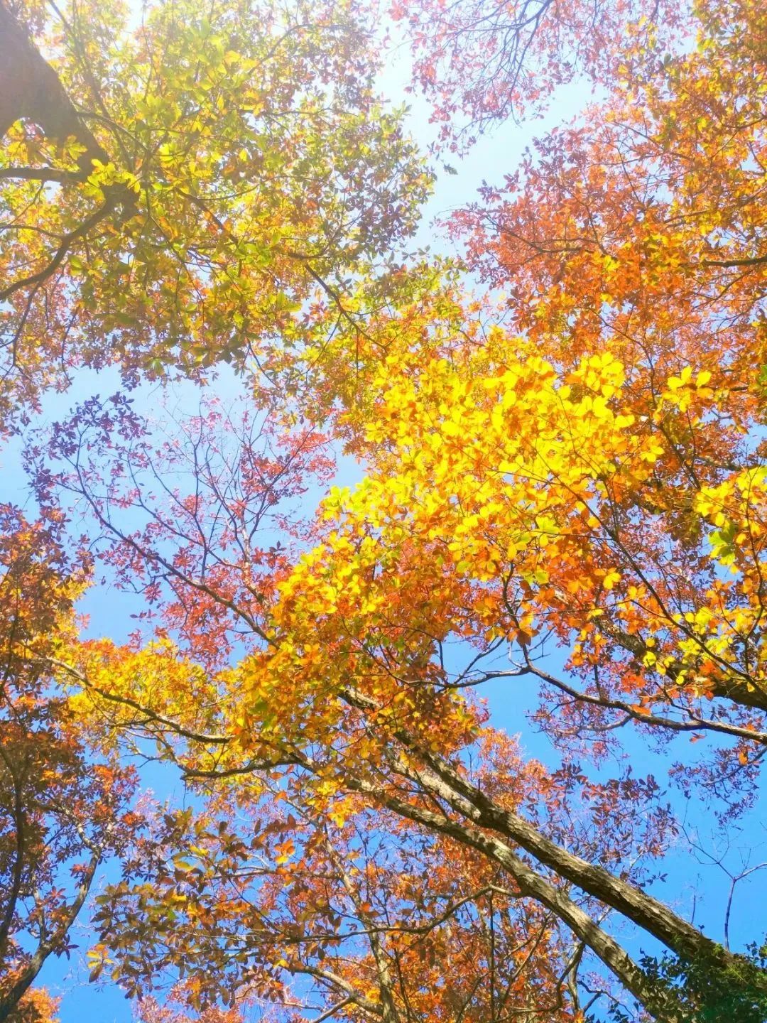 图片[8]-专注于利州本地信息和服务为一体的网站见一面吧，在初冬的天曌山！-专注于利州本地信息和服务为一体的网站人在旅途论坛-专注于利州本地信息和服务为一体的网站论坛主区-专注于利州本地信息和服务为一体的网站利州江畔