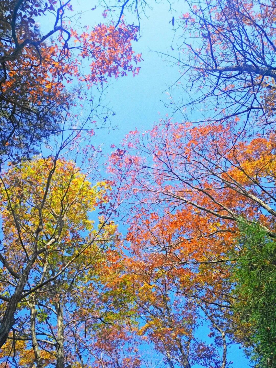 图片[9]-专注于利州本地信息和服务为一体的网站见一面吧，在初冬的天曌山！-专注于利州本地信息和服务为一体的网站人在旅途论坛-专注于利州本地信息和服务为一体的网站论坛主区-专注于利州本地信息和服务为一体的网站利州江畔