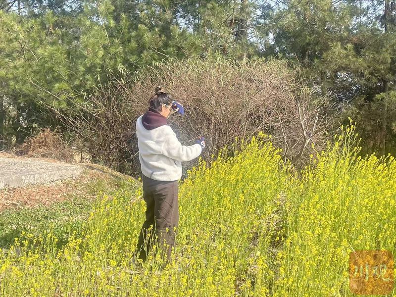你敢信?四川最北边广元油菜花已经开了-专注于利州本地信息和服务为一体的网站利州江畔