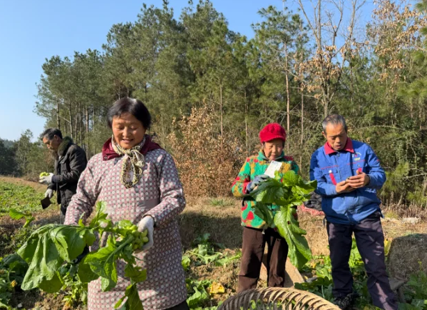 广元利州：蔬菜采收忙 订单铺就致富路-专注于利州本地信息和服务为一体的网站利州江畔